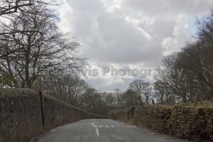 woods above fence 5.jpg